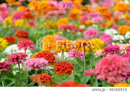 Beautiful zinnia flowers in the garden Beautiful zinnia flowers in the garden 46160919