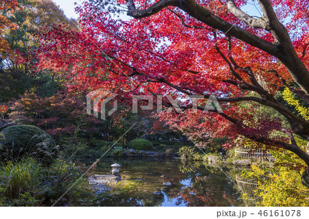紅葉の甘泉園公園 上池の風景 紅葉の甘泉園公園 上池の風景 46161078