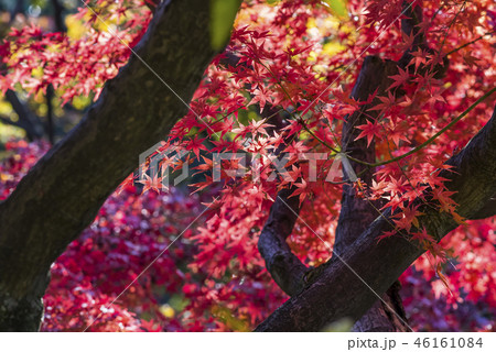 真紅に染まった甘泉園公園の紅葉 真紅に染まった甘泉園公園の紅葉 46161084