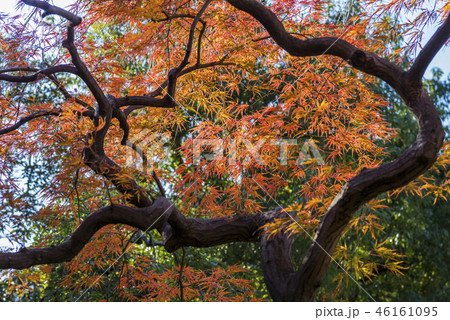 甘泉園公園の枝垂もみじ 46161095