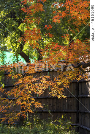 甘泉園公園の枝垂もみじ 甘泉園公園の枝垂もみじ 46161099