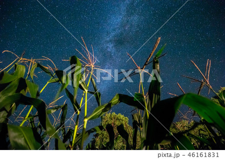 Bottom View Of Night Starry Sky With Milky Way From Green Maize  46161831