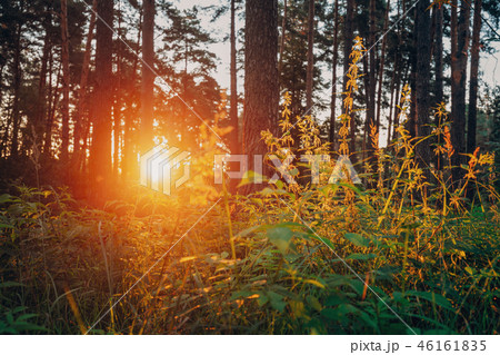 Beautiful Sunset Sunrise Sun Sunshine Through Green Twigs Of Wil 46161835