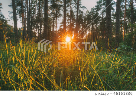Beautiful Sunset Sunrise Sun Sunshine Through Green Grass In Sun Beautiful Sunset Sunrise Sun Sunshine Through Green Grass In Sun 46161836