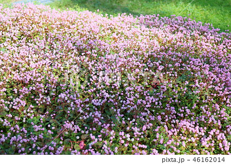ヒメツルソバの花 46162014