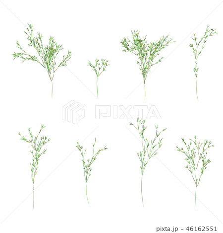 Reed stems ,bamboo leaves, thin narrow leaves. 46162551