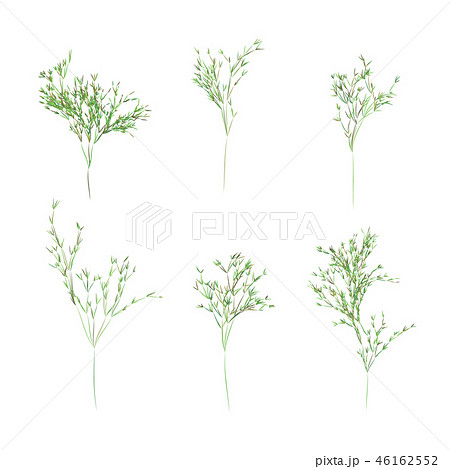 Reed stems ,bamboo leaves, thin narrow leaves. 46162552