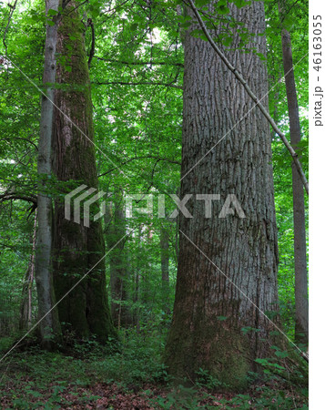 Monumental oak trees of Bialowieza Forest 46163055