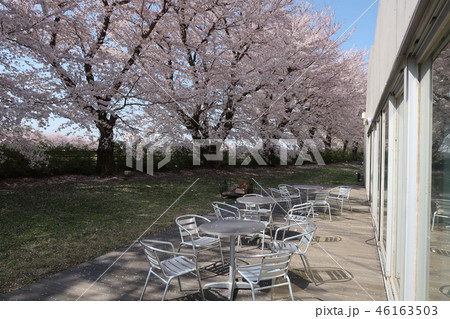 東京理科大学野田キャンパスの桜 東京理科大学野田キャンパスの桜 46163503