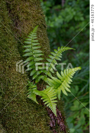 Tree moss wrapped and fern 46163779