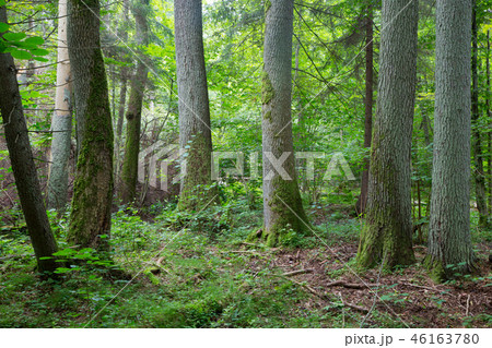Old trees of Bialowieza Forest Old trees of Bialowieza Forest 46163780
