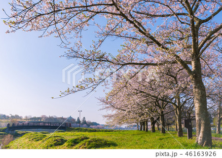 宮城平筒沼早朝の満開の桜並木 46163926