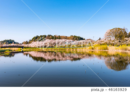 宮城平筒沼早朝の満開の桜並木 46163929