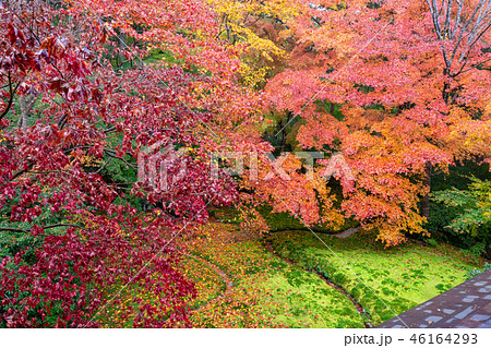 秋の瑠璃光院 46164293