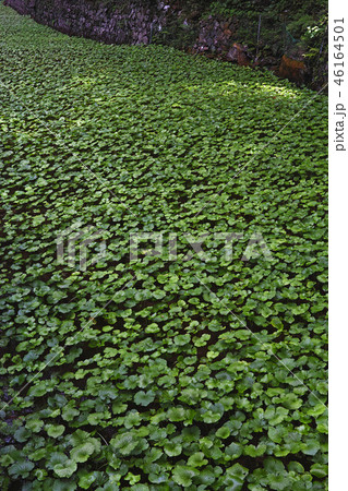 【静岡県】わさび田（浄蓮の滝の近く） 46164501