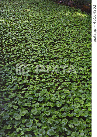 【静岡県】わさび田（浄蓮の滝の近く） 46164502