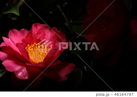 サザンカ 46164797