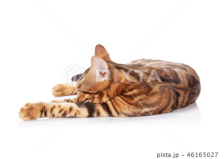 Bengal cat 46165027