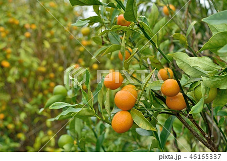 キンカンの実 46165337
