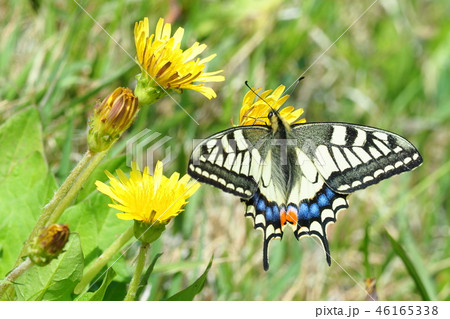 タンポポの花を吸蜜するキアゲハ 46165338