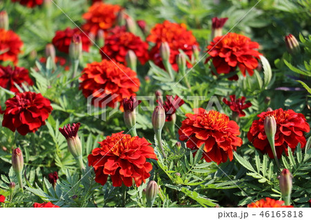 マリーゴールド 46165818