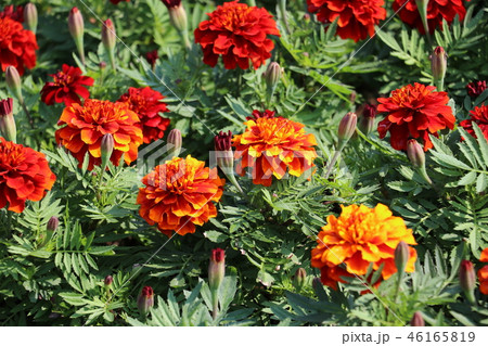 マリーゴールド 46165819