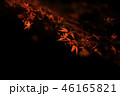 紅葉　夜 46165821