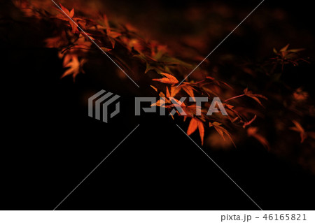 紅葉　夜 46165821