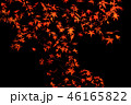 紅葉　夜 46165822