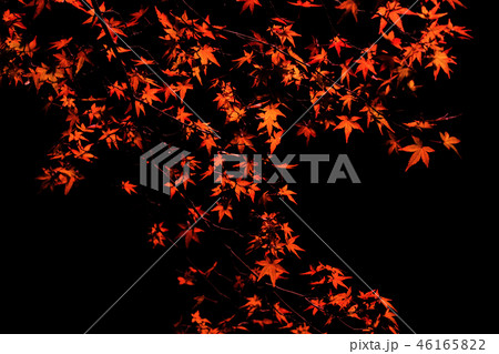 紅葉　夜 46165822