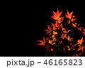 紅葉　夜 46165823
