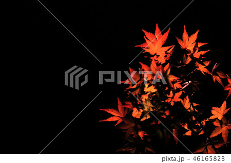 紅葉　夜 46165823