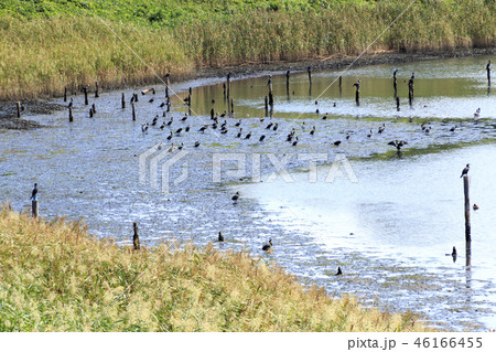 野鳥の森 46166455