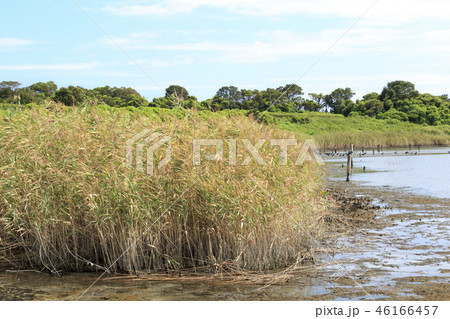 野鳥の森 46166457