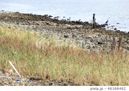 野鳥の森 46166462