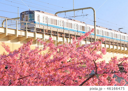 河津桜と小田急1000形 河津桜と小田急1000形 46166475
