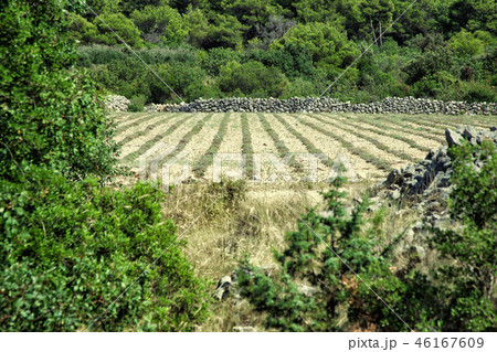 Field of Lavender - Croatia Field of Lavender - Croatia 46167609