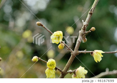 素芯ロウバイの花 46167699