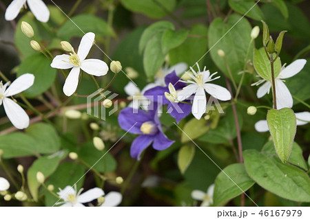 秋のクラクフ旧市街 46167979