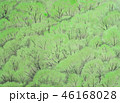 新緑 46168028