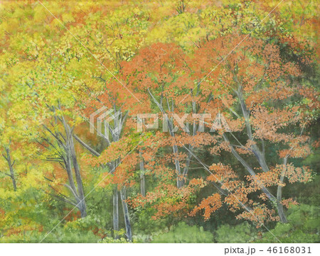 紅葉 紅葉 46168031