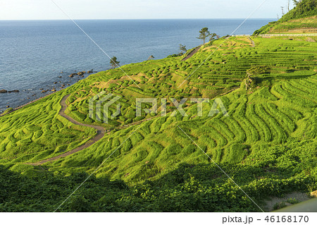 能登半島　白米千枚田 46168170