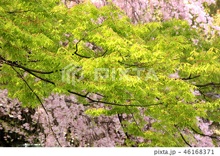 春を迎えた杉並区の妙正寺公園(9) 46168371