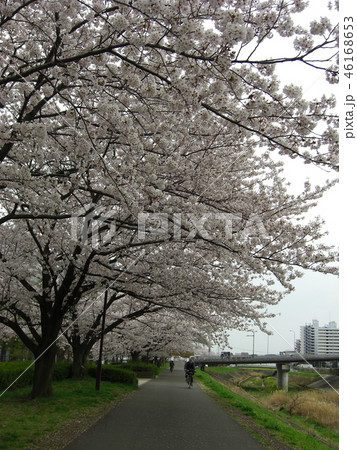 桜 46168653