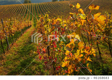 Vineyard in autumn sunny day 46168683