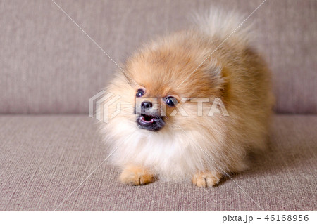 funny small pomeranian puppy barking on the couch 46168956