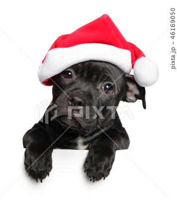 Amstaff puppy in Santa red hat above banner 46169050