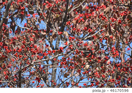 ハナミズキの実 46170596