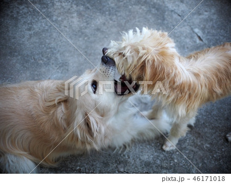 lovely dirty hairy white cute dogs play together lovely dirty hairy white cute dogs play together 46171018