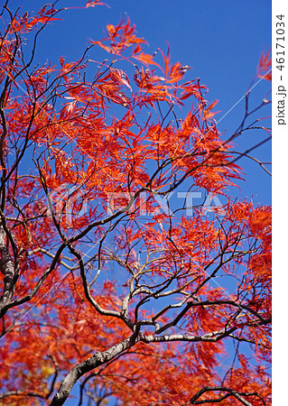 ハウチワカエデの園芸品種　舞孔雀の紅葉 46171034